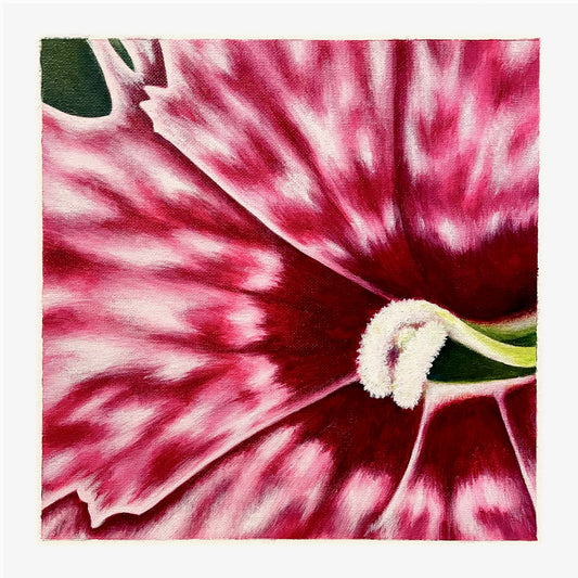 "Pink and White Dianthus" Fine Art Print